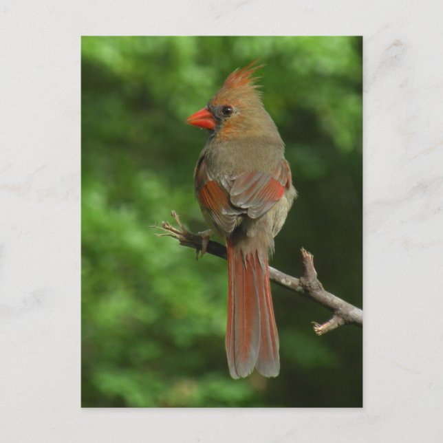 Northern Kardinal Bird Postcard Postkarte (Vorderseite)
