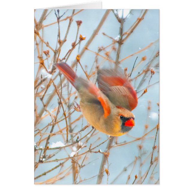 Northern Kardinal Flying - Original Fotografie (Vorne)