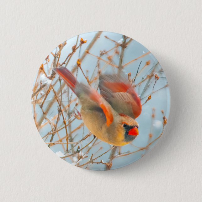 Northern Kardinal Flying - Original Fotografie Button (Vorderseite)