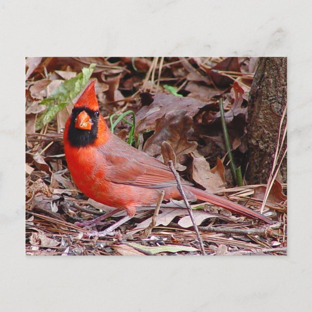 Northern Kardinal Postcard Postkarte (Vorderseite)