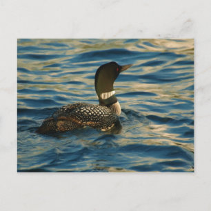 Northern Loon Postkarte