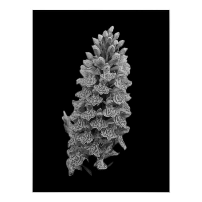 Northern Marsh Orchid Poster (Vorderseite)