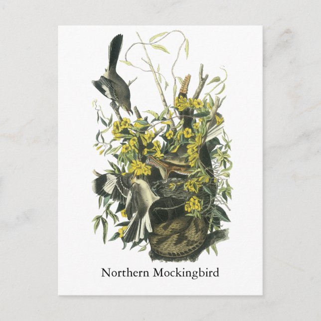 Northern Mocking Bird, John Audubon Postkarte (Vorderseite)
