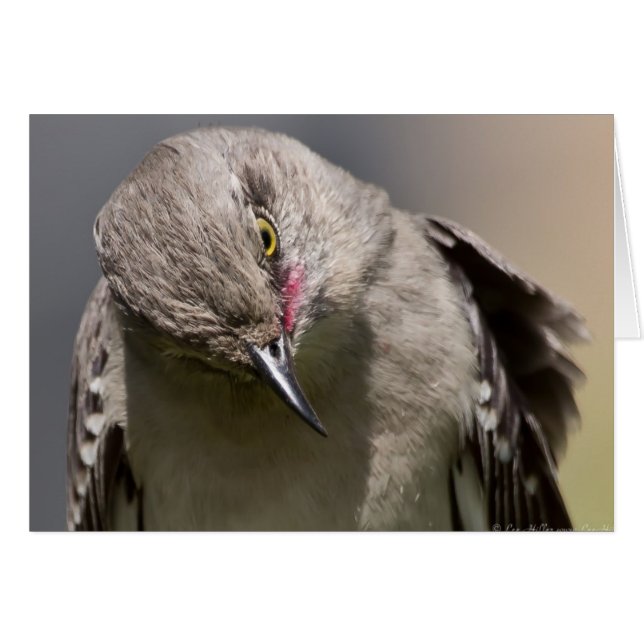 Northern Mockingbird nimmt Bow Apparel & Gifts (Vorderseite (Horizontal))