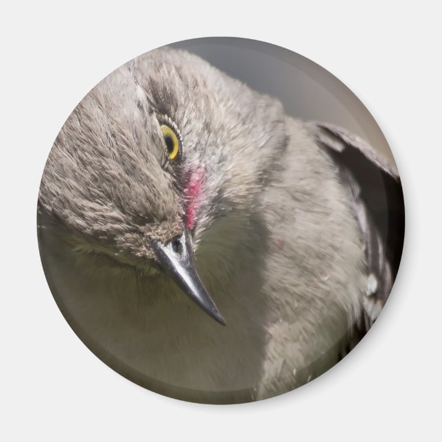 Northern Mockingbird nimmt Bow Apparel & Gifts Magnet (Vorne)