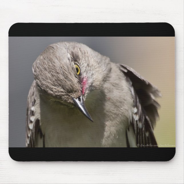 Northern Mockingbird nimmt Bow Apparel & Gifts Mousepad (Vorne)