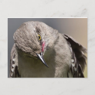 Northern Mockingbird nimmt Bow Apparel & Gifts Postkarte