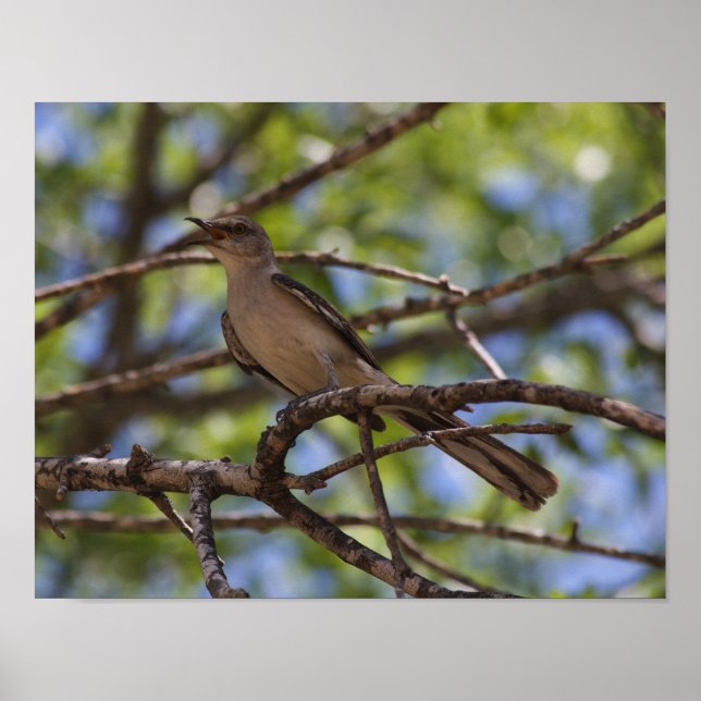 Northern Mockingbird Singposter Poster (Vorne)