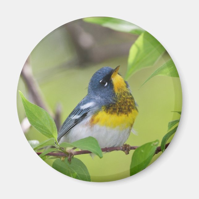 Northern Parula Magnet (Vorne)