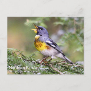 Northern Parula Postkarte