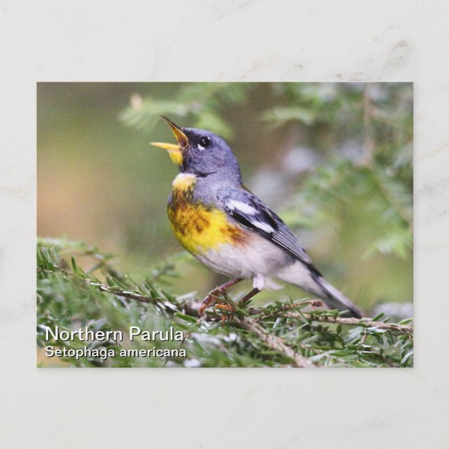 Northern Parula Postkarte (Vorderseite)