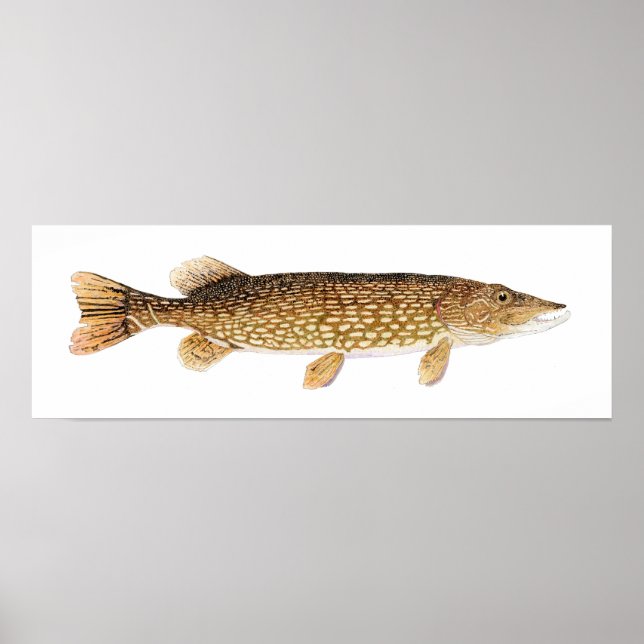 Northern Pike Art Poster (Vorne)