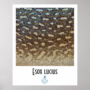 Northern Pike FFF Poster