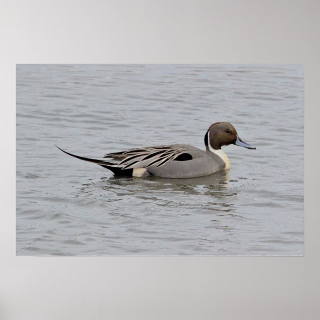 Northern Pintail Duck Foto Poster (Vorne)