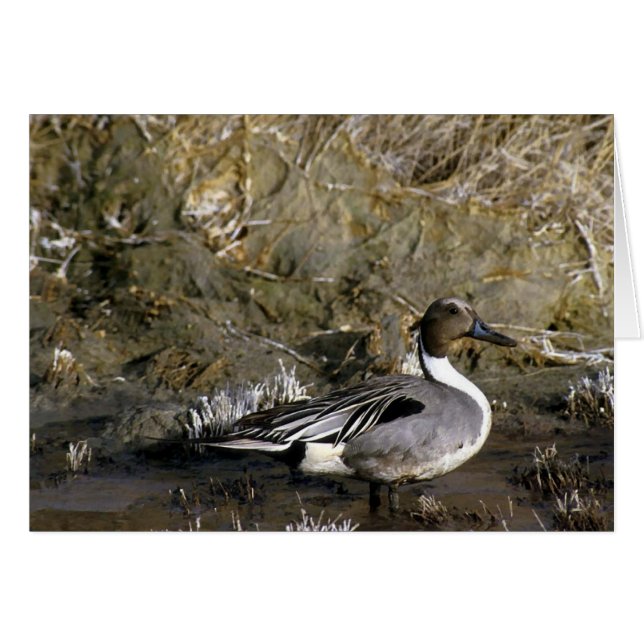 Northern Pintail Duck Lover Geschenke (Vorderseite (Horizontal))