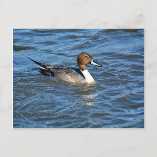 Northern Pintail Duck Postkarte