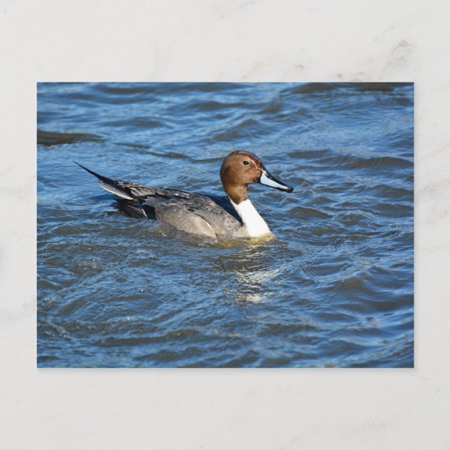 Northern Pintail Duck Postkarte (Vorderseite)