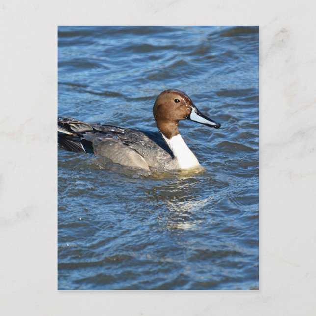 Northern Pintail Duck Postkarte (Vorderseite)