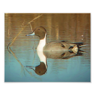 Northern Pintail Duck Print Fotodruck