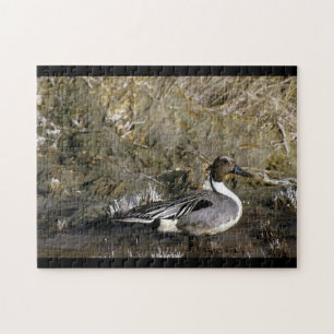 Northern Pintail Duck Puzzle