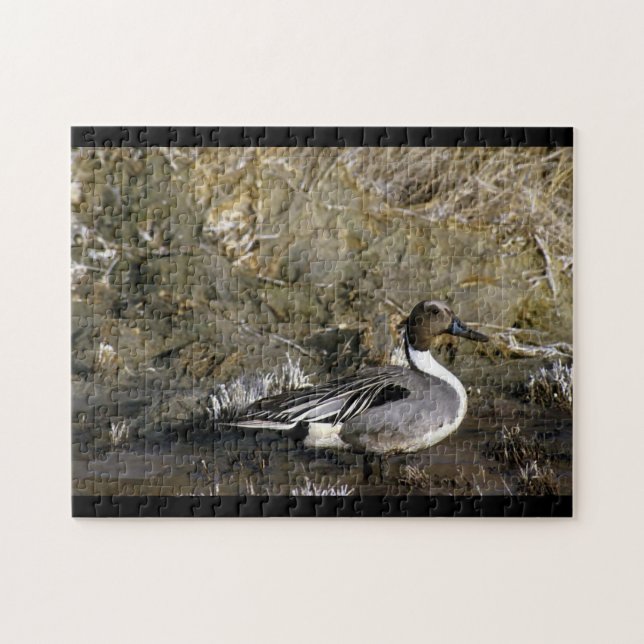 Northern Pintail Duck Puzzle (Horizontal)