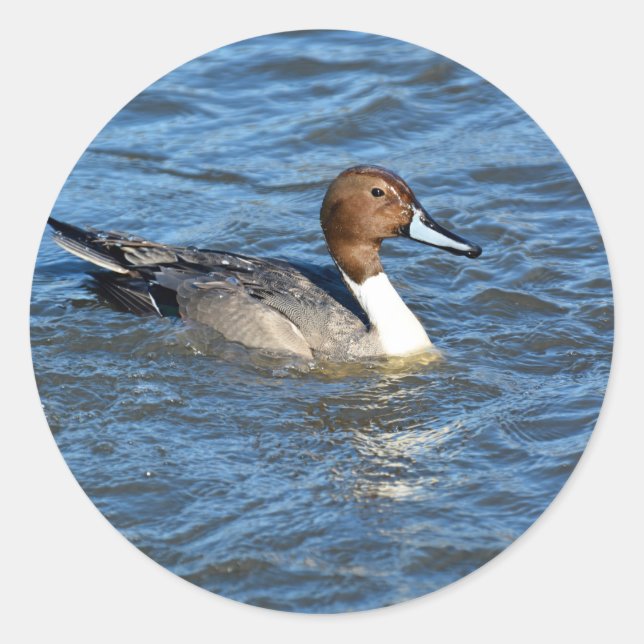 Northern Pintail Duck Runder Aufkleber (Vorderseite)
