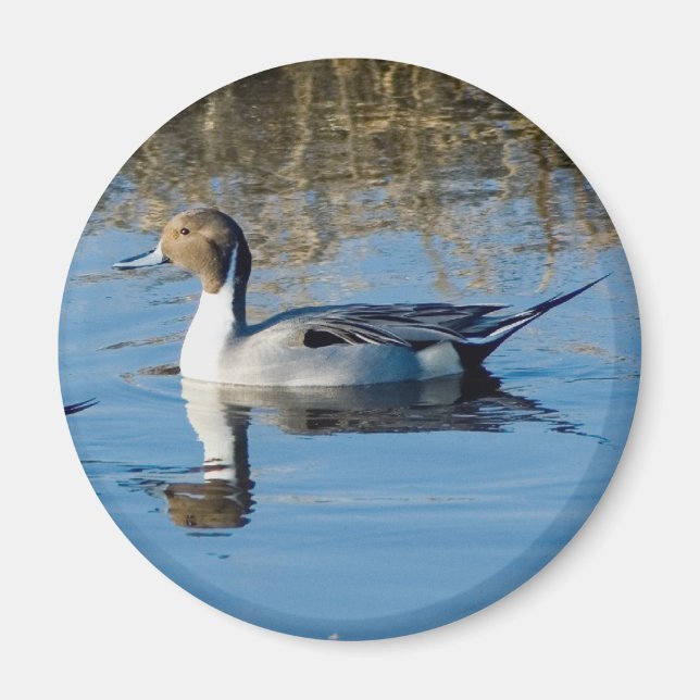 Northern Pintail Magnet (Vorne)
