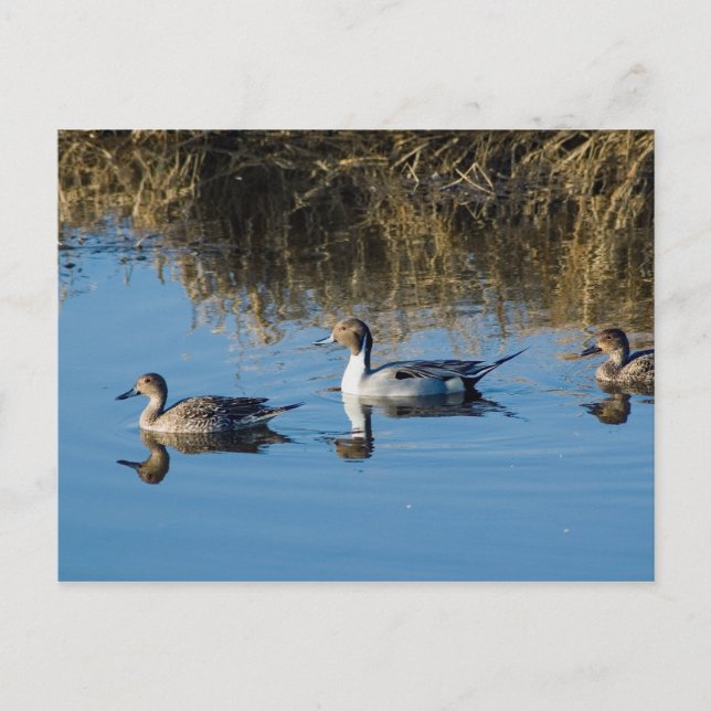 Northern Pintail Postkarte (Vorderseite)