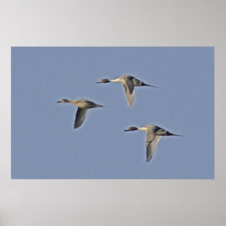 Northern Pintails Poster