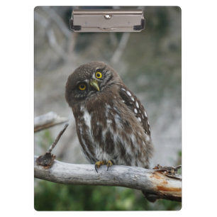 Northern Pygmy Owl Clipboard Klemmbrett