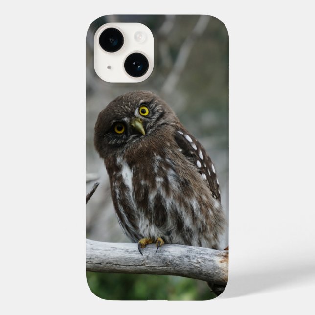 Northern Pygmy Owl iPhone 14 Hülle (Rückseite)