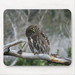 Northern Pygmy Owl Mousepad