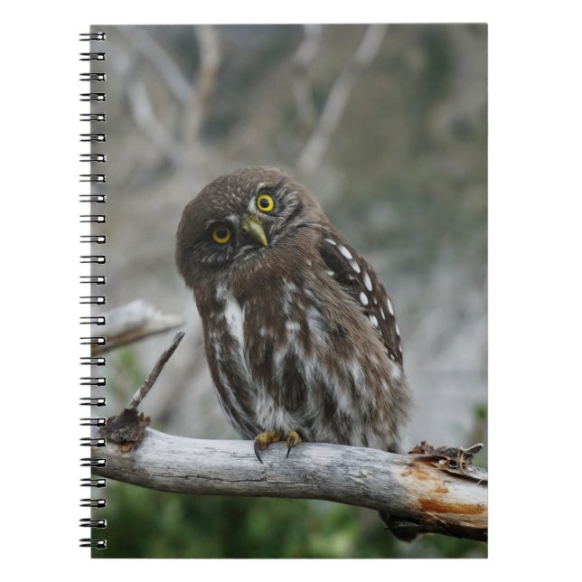 Northern Pygmy Owl Notebook Notizblock (Vorderseite)