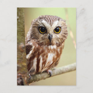 Northern Saw-whet Owl (Aegolius acadicus) Postkarte