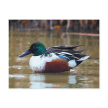 Northern Shoveler Duck am Teich