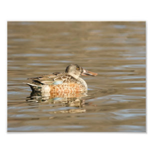 Northern Shoveler Female an der Bucht Fotodruck