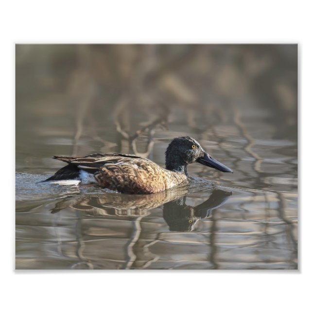Northern Shoveler Fotografie Print (Vorne)