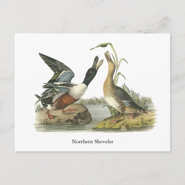 Northern Shoveler, John Audubon Postkarte (Vorderseite)