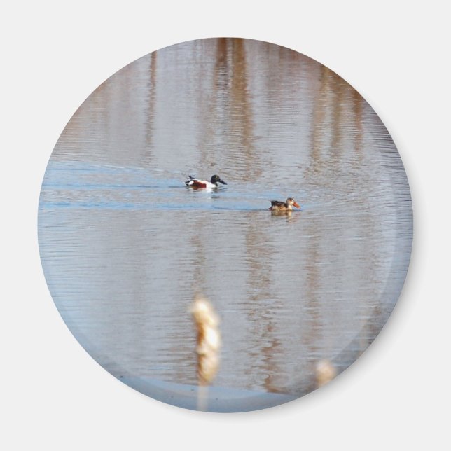 Northern Shoveler Magnet (Vorne)