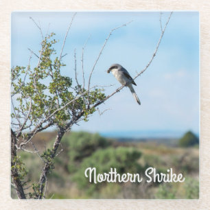 Northern Shrike Glasuntersetzer