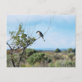 Northern Shrike Postkarte