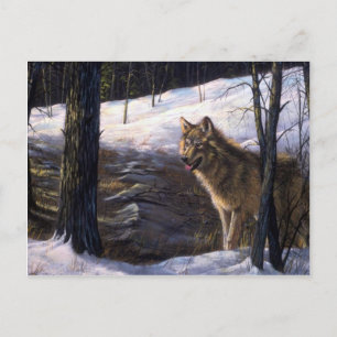 Northern Timber Wolf Postkarte