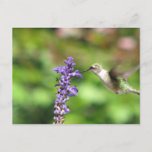 Northwood's Hummingbird Postcard Postkarte