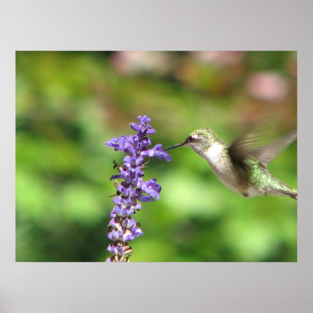 Northwoods Hummingbird Poster (Vorne)