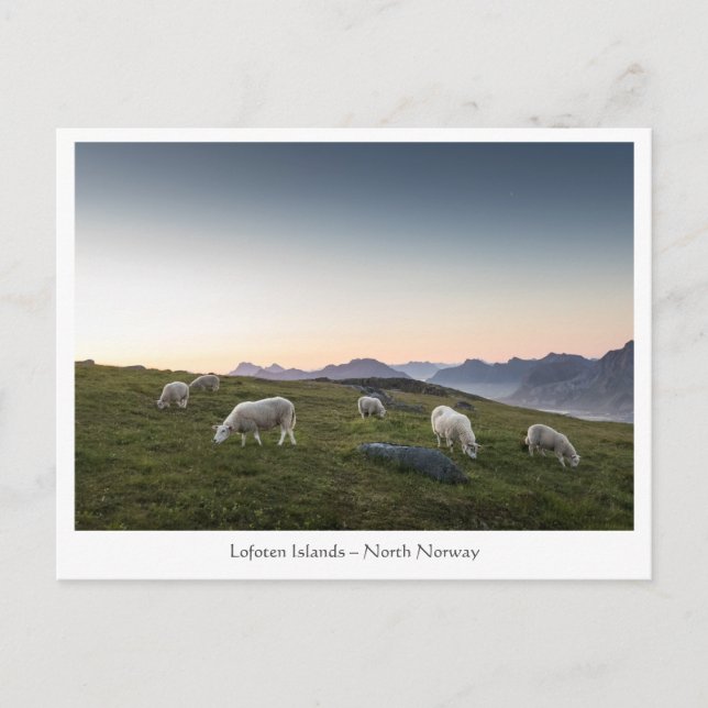 Norwegen Lofoten Sheep Postkarte (Vorderseite)