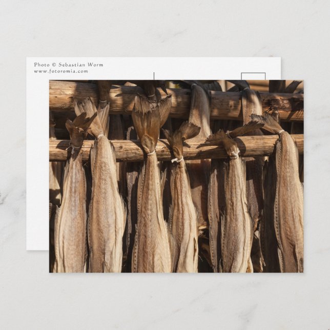 Norwegen Lofoten Stockfish Postkarte (Vorne/Hinten)