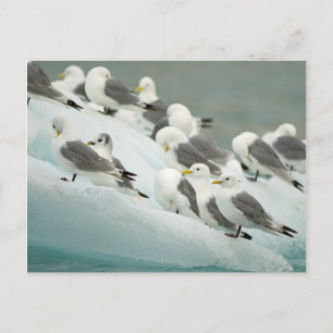Norwegen, Svalbard-Archipel, Spitsbergen Postkarte