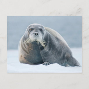 Norwegen, Svalbard-Archipel, Spitzbergen 4 Postkarte