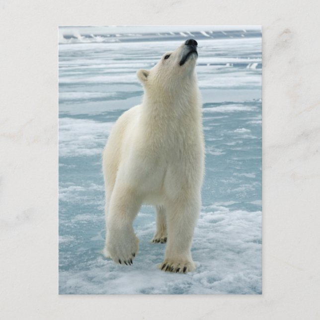 Norwegen, Svalbard Archipelago, Spitzbergen 8 Postkarte (Vorderseite)