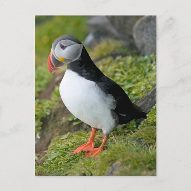Norwegen, Svalbard Archipelago, Spitzbergen 9 Postkarte (Vorderseite)